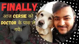 Finally Aaj Cersie Ka Checkup Krva Kr Laye 🐶🥰 || Daily Vlogs || Pallav fit & vlogs.