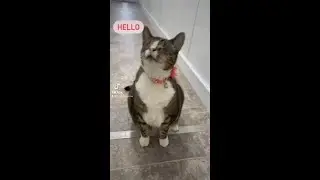 Hello? It's Gallie from Blind Cat Rescue