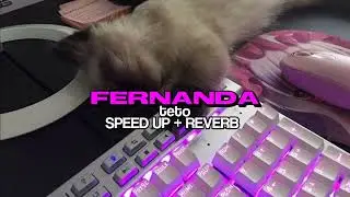 Teto - Fernanda - sped up + reverb [ TIKTOK ]