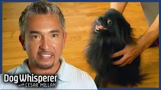 Pomeranian&rsquo;s Separation Anxiety Is Spinning Out of Control! | Dog Whisperer with Cesar Millan