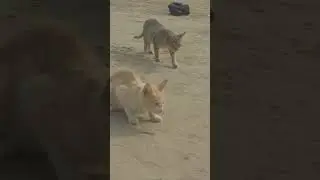 Selfish Cat#foryou #trending #catvideos #catshorts #catlovers #catlife #catmemes #fyp #fypシ