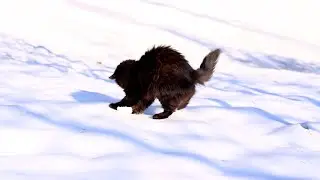 Cat Invented a New Winter Sport 😹 No AI &mdash; No Music