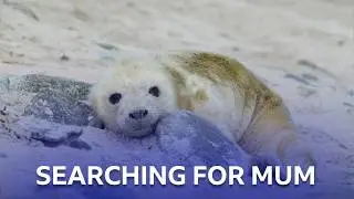 Seal Pup's Missing Mum | Scotland: The New Wild | BBC Scotland