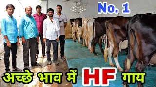 Haryana में सबसे अच्छी गाय बेचने वाले फार्म की कहानी - Best Cow Farm of Haryana #cow #cowfarm