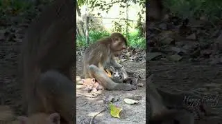 Dollar best care baby cats...😝#adoreble #monkey #babyanimals #cute #babymonkey #animals