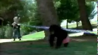 Power Rangers - Last Ninjetti Fight