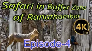 Safari in Buffer Zone of Ranathombhor, Episode-4