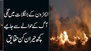 Some Facts About Amazon Forest Fires | 9 News HD