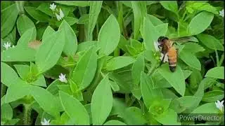 The bee collect the hunny....
