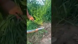 the process of cutting grass using a sickle #shortsvideo