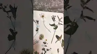 Страничка из гербария