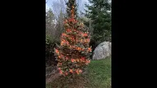 #TarotVlogmas2021   A VR to Pappa Squirrel, Day Nine