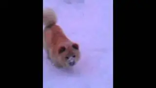 Diego in the snow .wmv