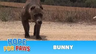 Rescuing a scared stranded Pit Bull who was struggling to survive.  Please share.#dog