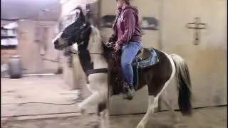 Popcorn Spotted Saddle horse gelding for sale