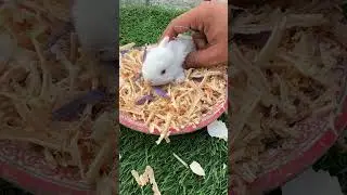 Stuck chick VS Bunny - Bunny Wants egg
