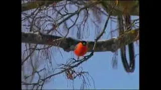 Domherre / Pyrrhula pyrrhula / Eurasian bullfinch  / ljud-sound