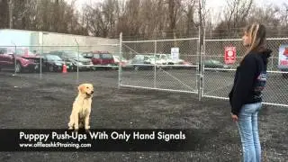 1-Year Old Golden Retriever, Herbie!  Trained Golden Retrievers Virginia | Dog Trainers