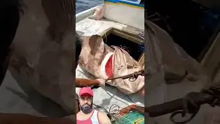 Big Monster GIANT FISH #boatfishing