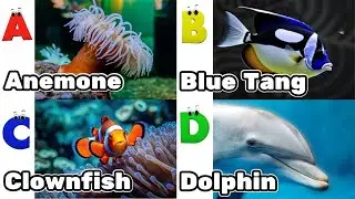 Alphabet Song with Sea Animals | ABC Learning Video for Preschool Kids | Koko Study Class