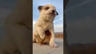 shivering puppy🥶🥶 too much cold
