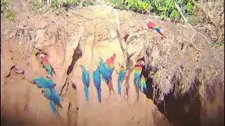 Eagle has landed in Puerto Maldonado deep in the Amazon