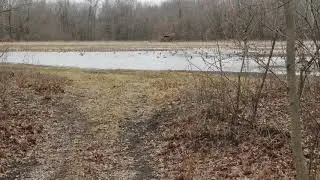 Moist-soil ducks and dogs