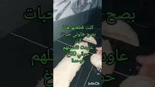 بريوش مقطن وناجح 100%