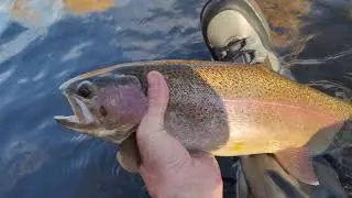 Rainow Trout, 22 in, Small Stream in Wyoming, Fall 2021