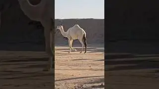 🥰A desert view#Hussain#Nature #travel#song #music😂