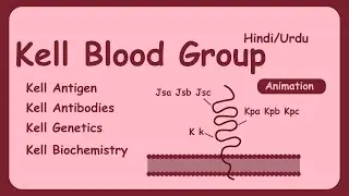 Kell Blood Group System | Blood groups | Hindi , Urdu