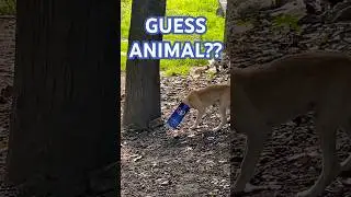 Save Animals | Save lives | Save Earth #shorts #viral   #animals