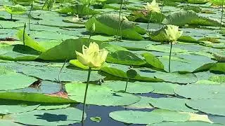 Plant of the Day - American Lotus