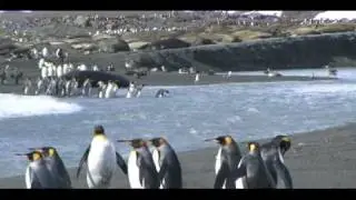 Wild Life Of Penguins  - HunterJohnsonTV.com - C. Hunter Johnson Original Music.mp4