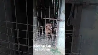 Combai dog aggression
