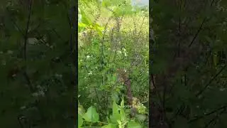 Holy BASIL | Medicinal plant | BIDAY Plant | Herbal plant | Biday biday