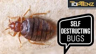10 Supremely Self Destructive Animals