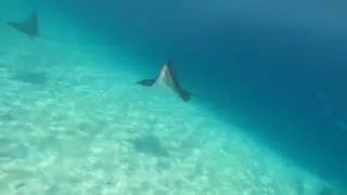 Cora Cora Maldives-Underwater World🐠🐡🐟🤿