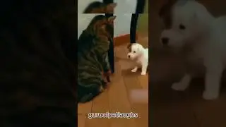 Hilarious Cat Fails 😹 | Cats Forget How to Land