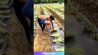 Are These Farmers Secretly SUPERHEROES?! 🦸&zwj;♂️ That Pineapple Planting Speed is WILD! #pineapple