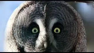 true facts about the owl RESCORED