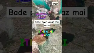 Murga azan??#shortsfeed #chicken #azan #trendingshorts #viralchick