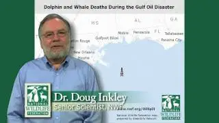 Marine Mammal Impacts- Gulf Oil Spill