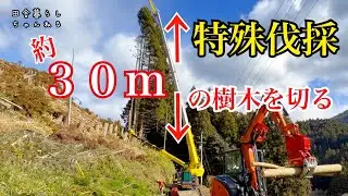 【林業】【特殊伐採】難易度★★★★☆ クレーンとスカイマスターを使って約３０ｍの樹木を切る
