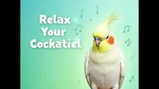 Chill Time for Cockatiels | Relaxing Bird Music #CalmCockatiel #CockatielLove#RelaxingBirdMusic