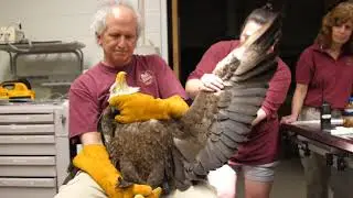 Memphis Insider: Eagle Rehabilitation
