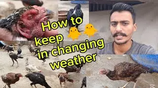 What precautions should be taken during changing weather?#birds#help#chicken #baby #weather #health