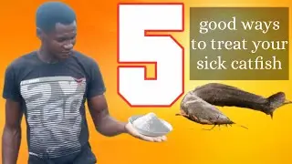 Top 5 good ways to treat affected catfish | How to treat sick catfish