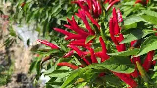 Upright cluster hot pepper chilli seeds early maturity high spicy for fresh and dry #hotpepper