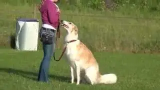 Rally Obedience training with Sheltie Isis & Vilja Borzoi